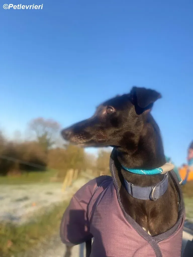 Clara adozione levrieri greyhound 11