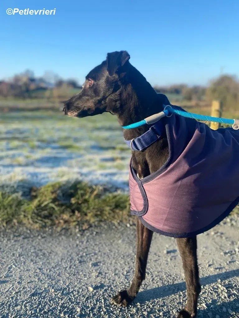 Clara adozione levrieri greyhound 12