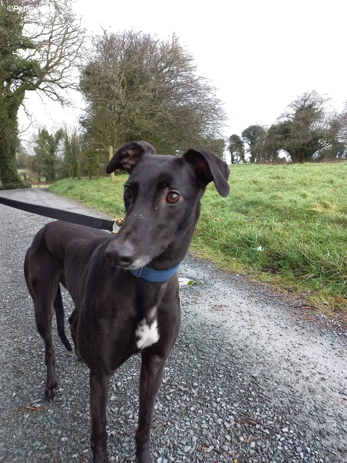 Clara adozione levrieri greyhound 13