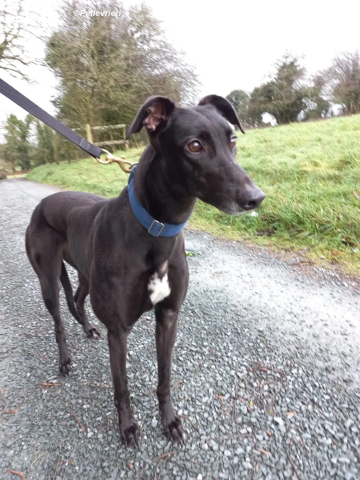 Clara adozione levrieri greyhound 14