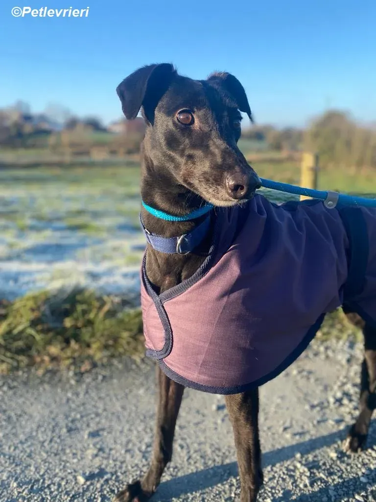 Clara adozione levrieri greyhound 8