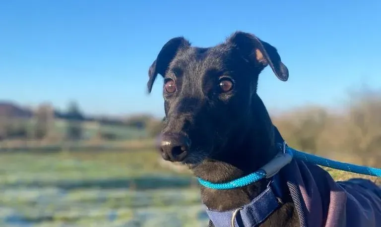 Clara adozione levrieri greyhound 9 e1671297367570