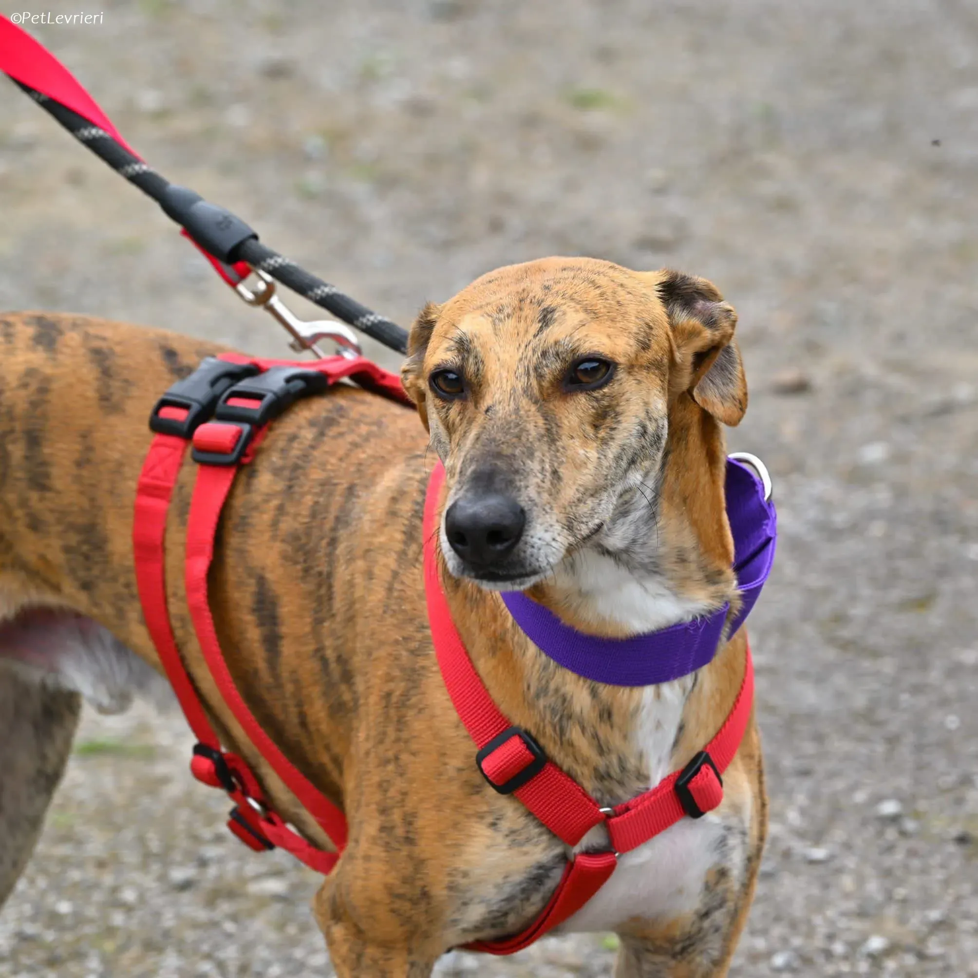 Clarence adozione levrieri greyhound 1