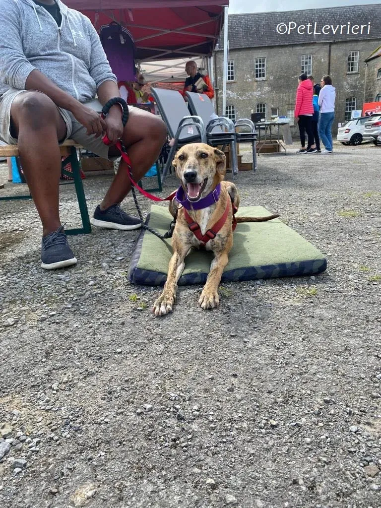 Clarence adozione levrieri greyhound 10