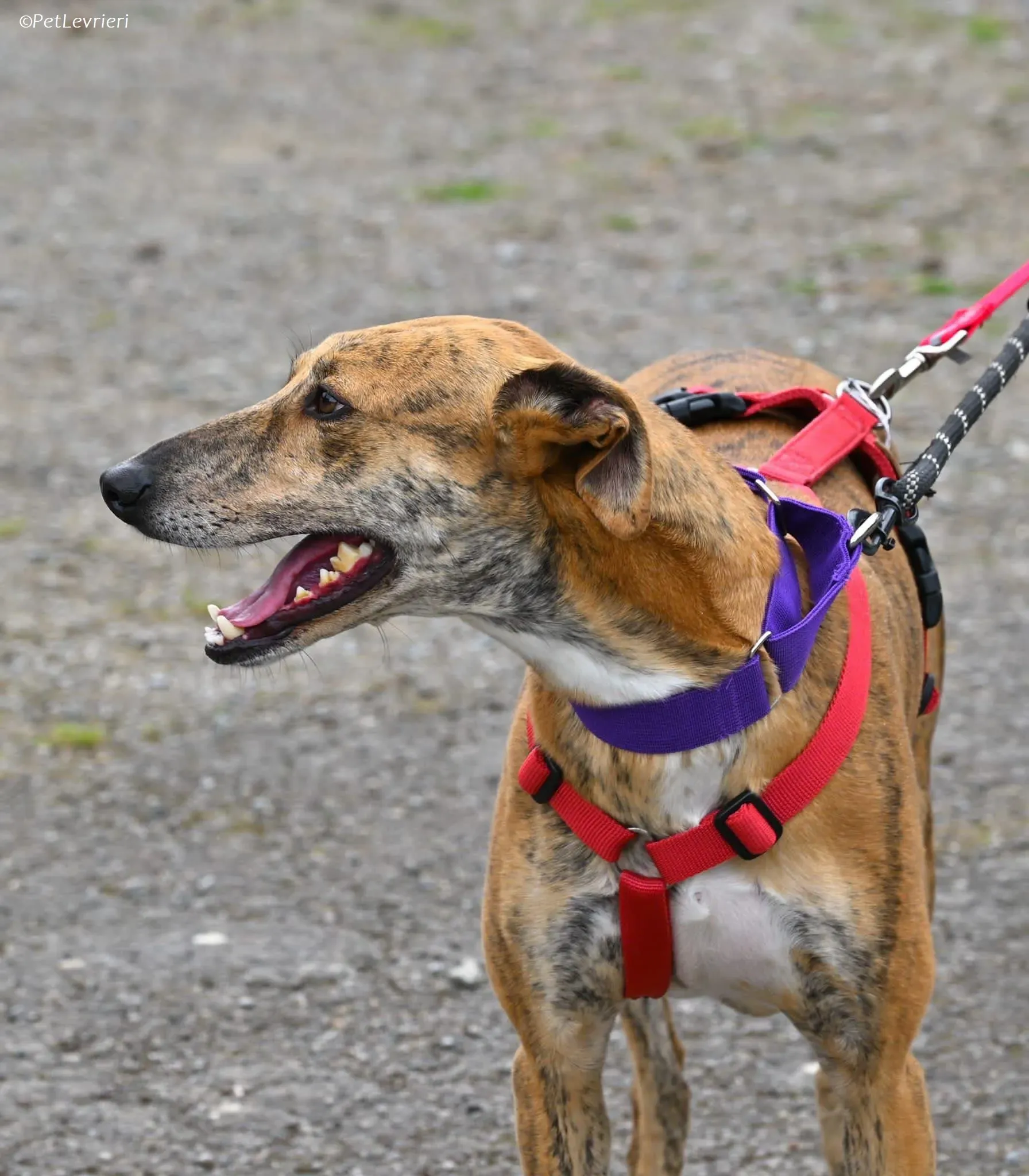 Clarence adozione levrieri greyhound 2
