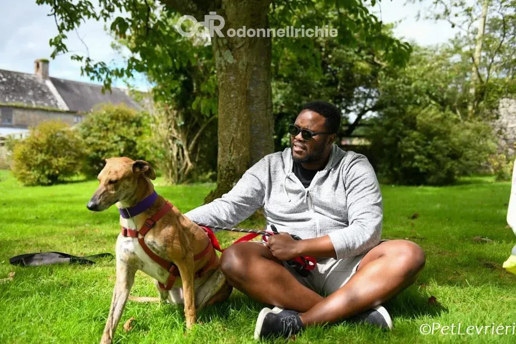 Clarence adozione levrieri greyhound 3