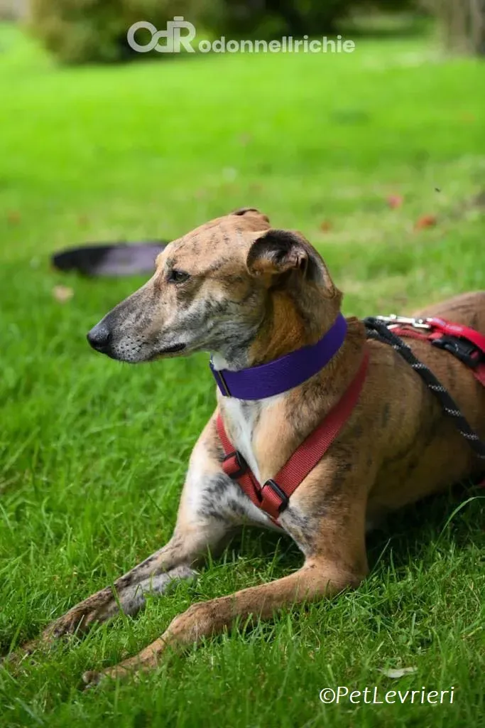 Clarence adozione levrieri greyhound 4