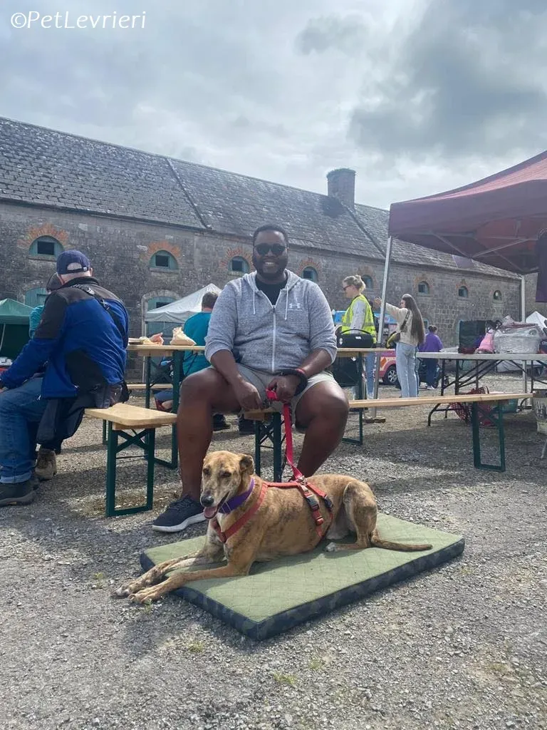 Clarence adozione levrieri greyhound 5