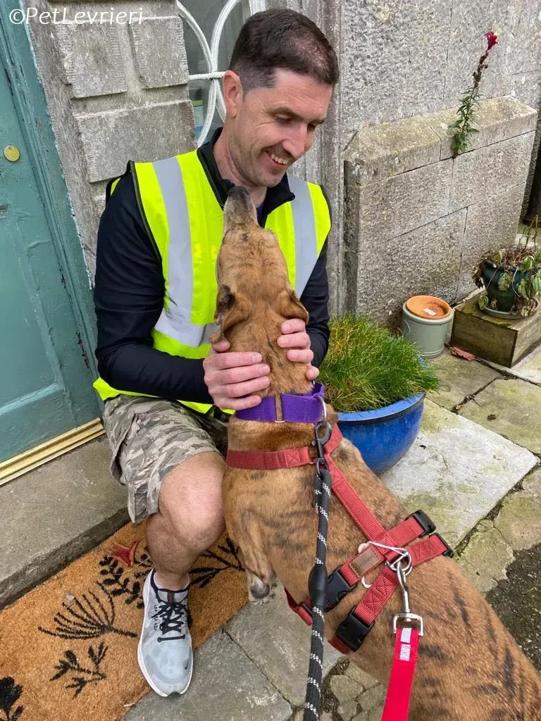 Clarence adozione levrieri greyhound 6