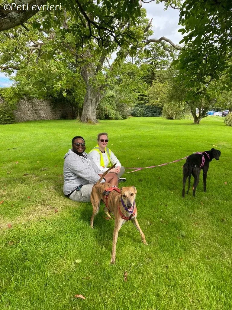 Clarence adozione levrieri greyhound 7