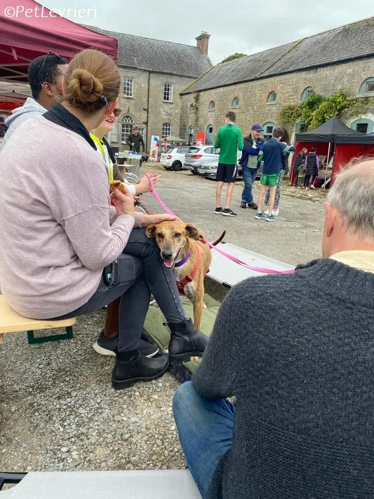 Clarence adozione levrieri greyhound 8