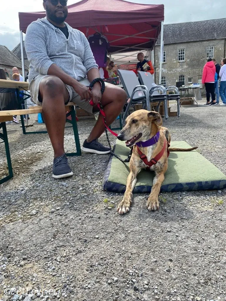 Clarence adozione levrieri greyhound 9