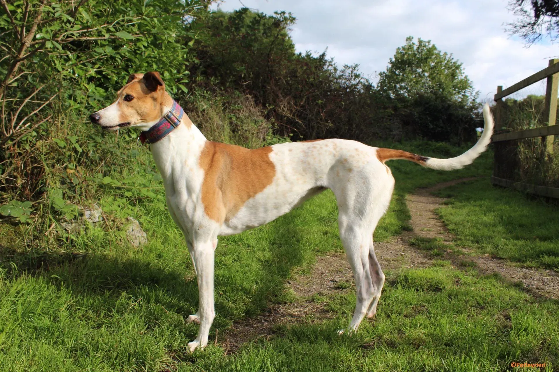 Coast adozione levrieri greyhound 2