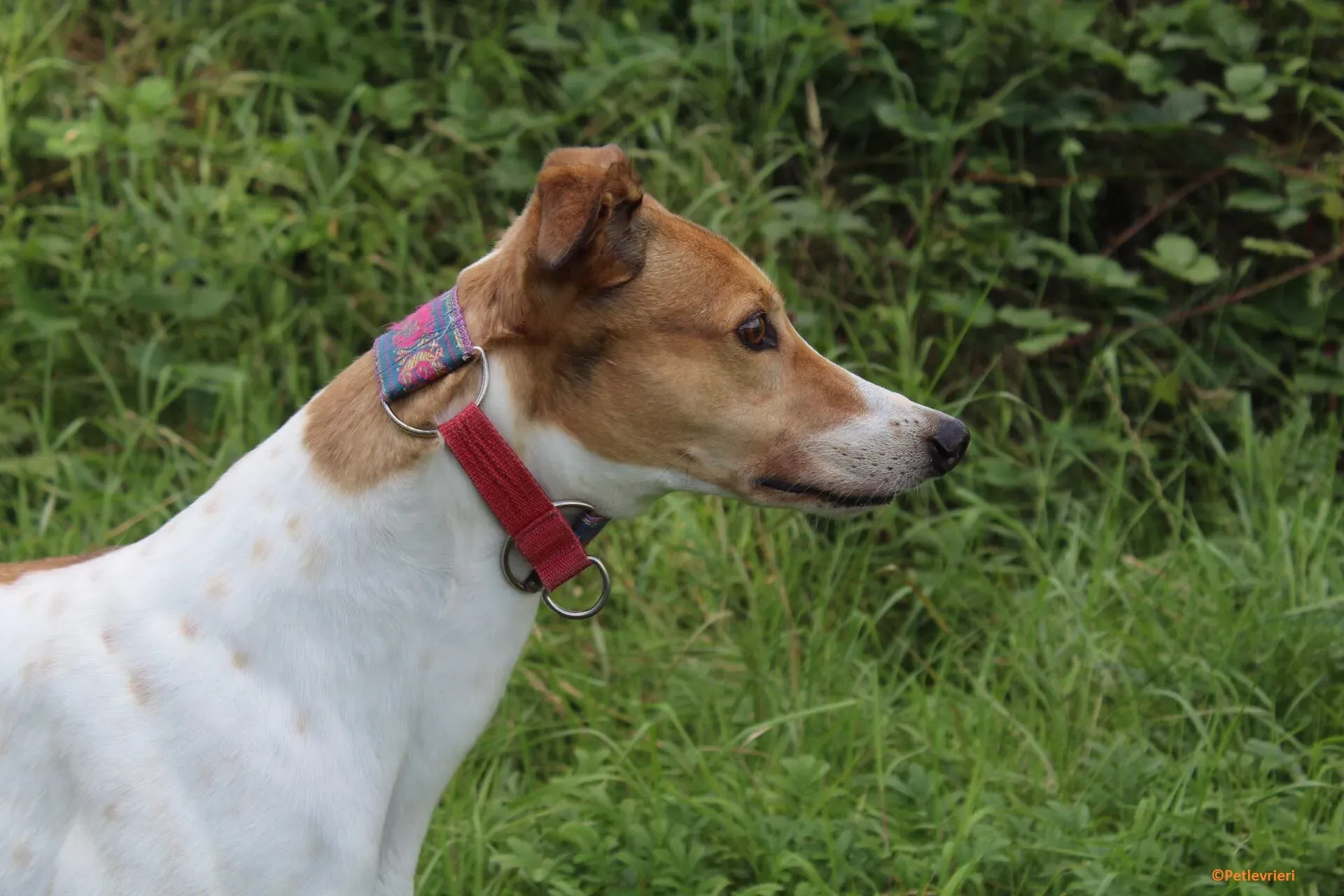 Coast adozione levrieri greyhound 3