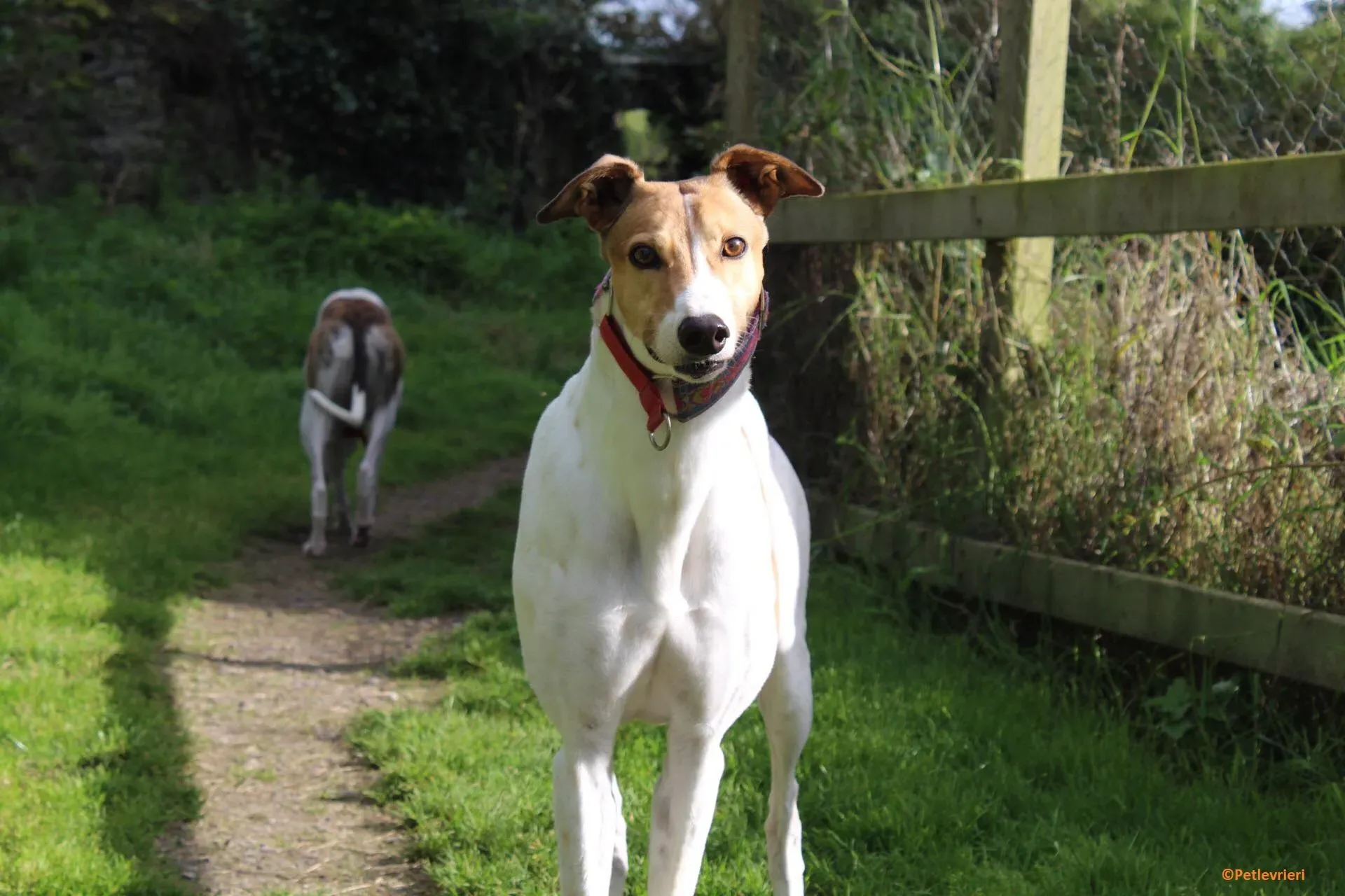 Coast adozione levrieri greyhound 4