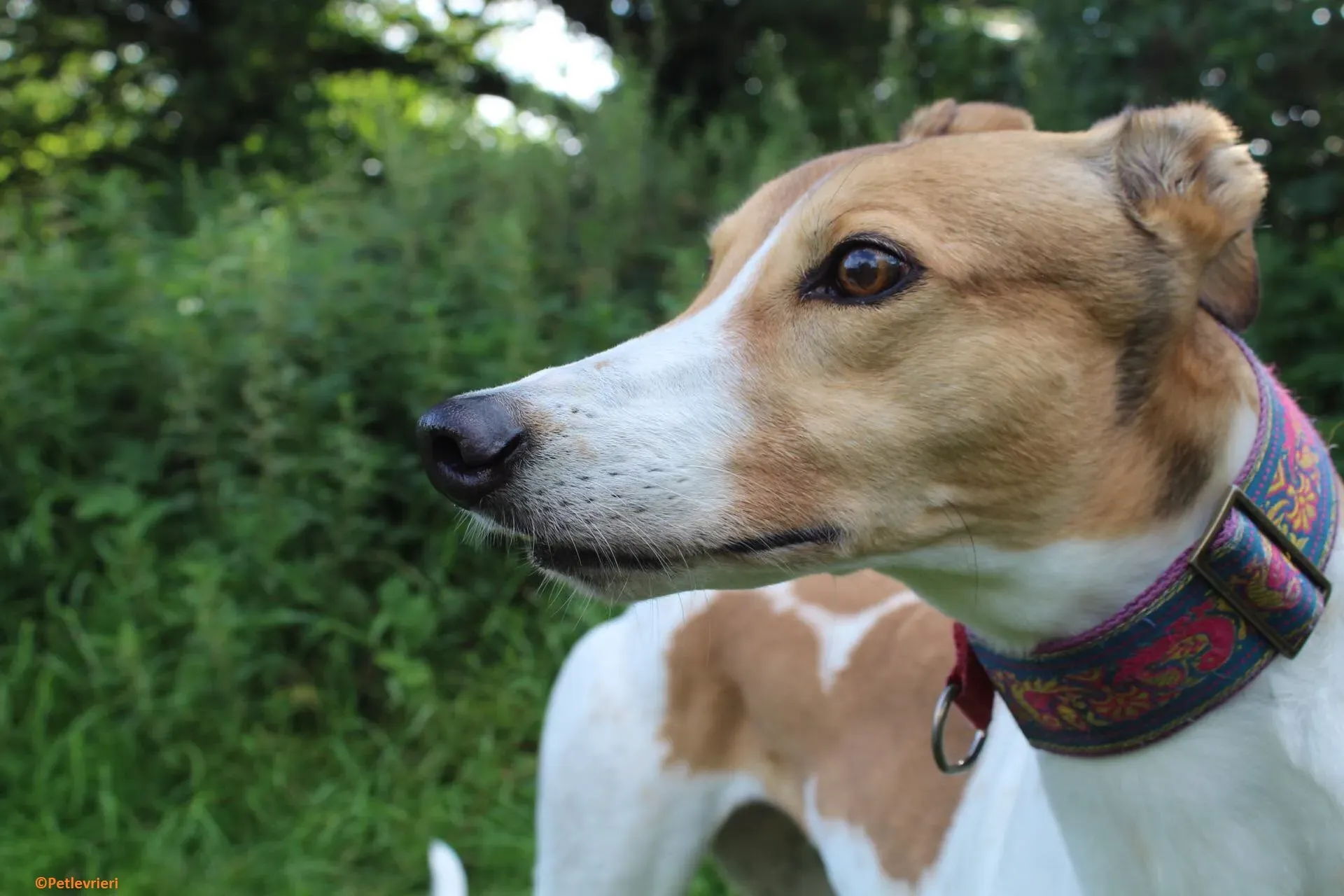 Coast adozione levrieri greyhound 5