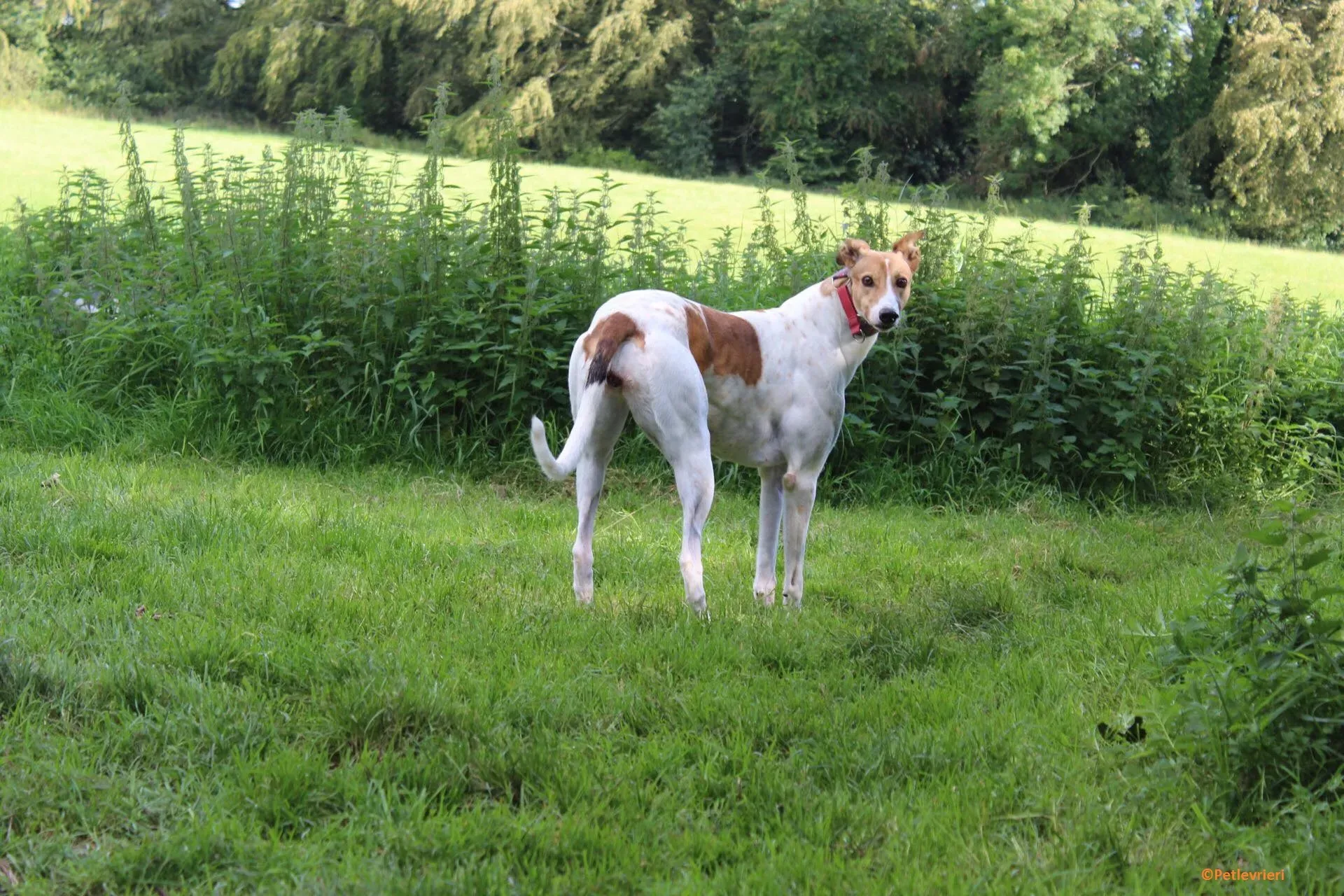 Coast adozione levrieri greyhound 7