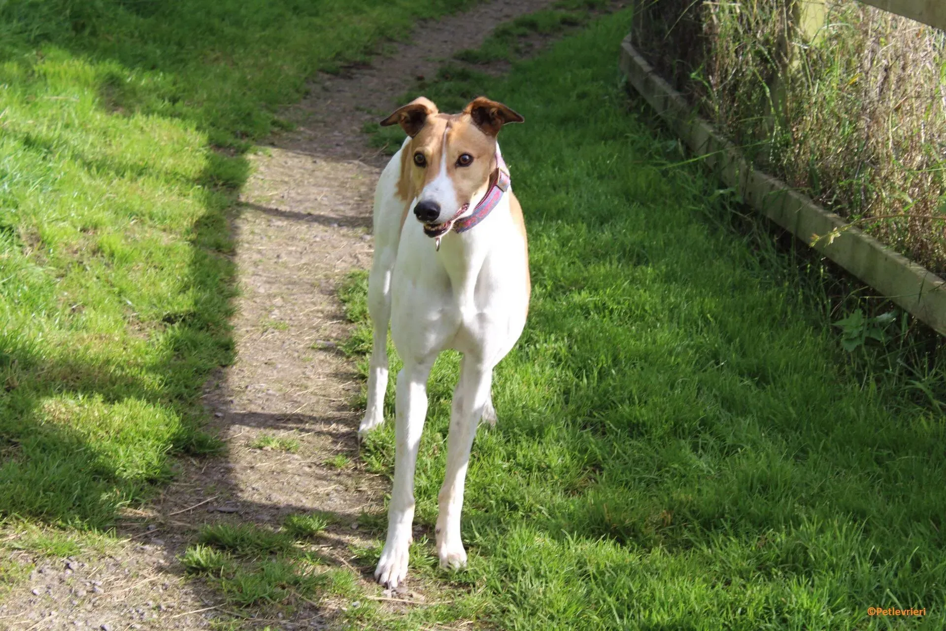 Coast adozione levrieri greyhound 8