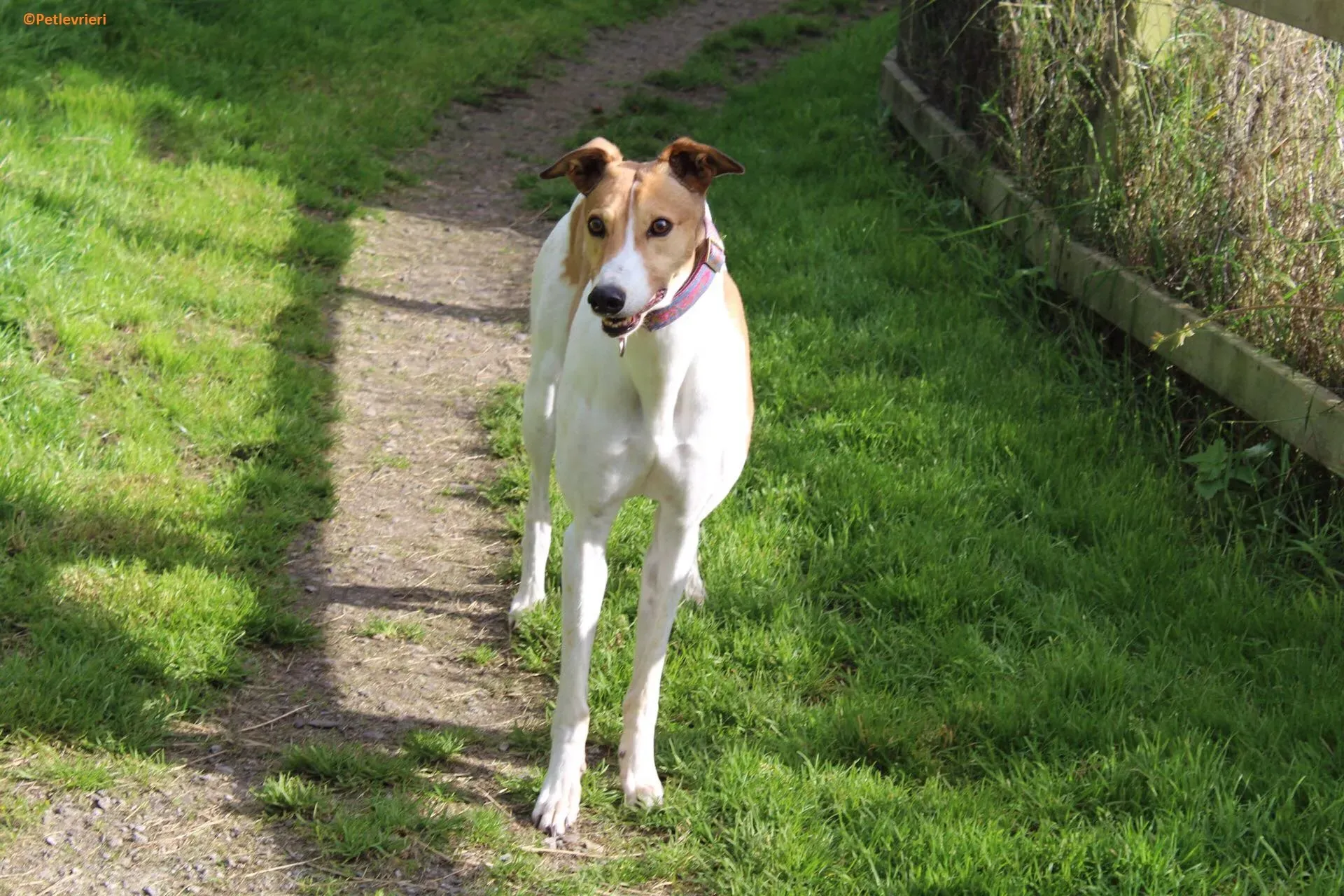 Coast adozione levrieri greyhound 9