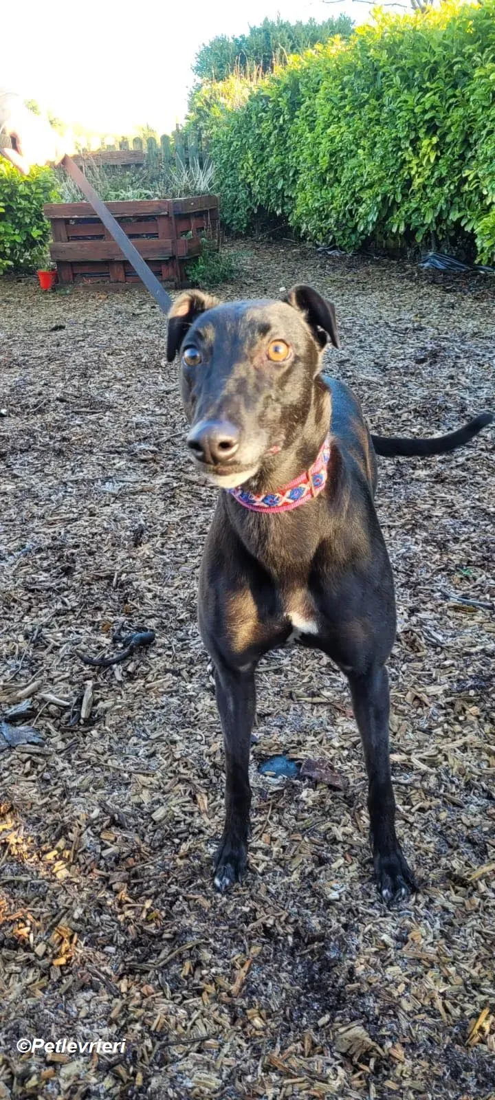 Cobweb adozione levrieri greyhound 1