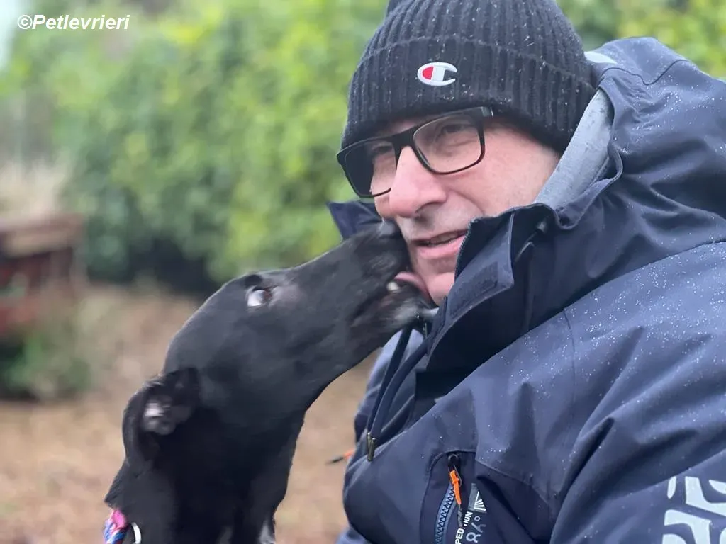 Cobweb adozione levrieri greyhound 10