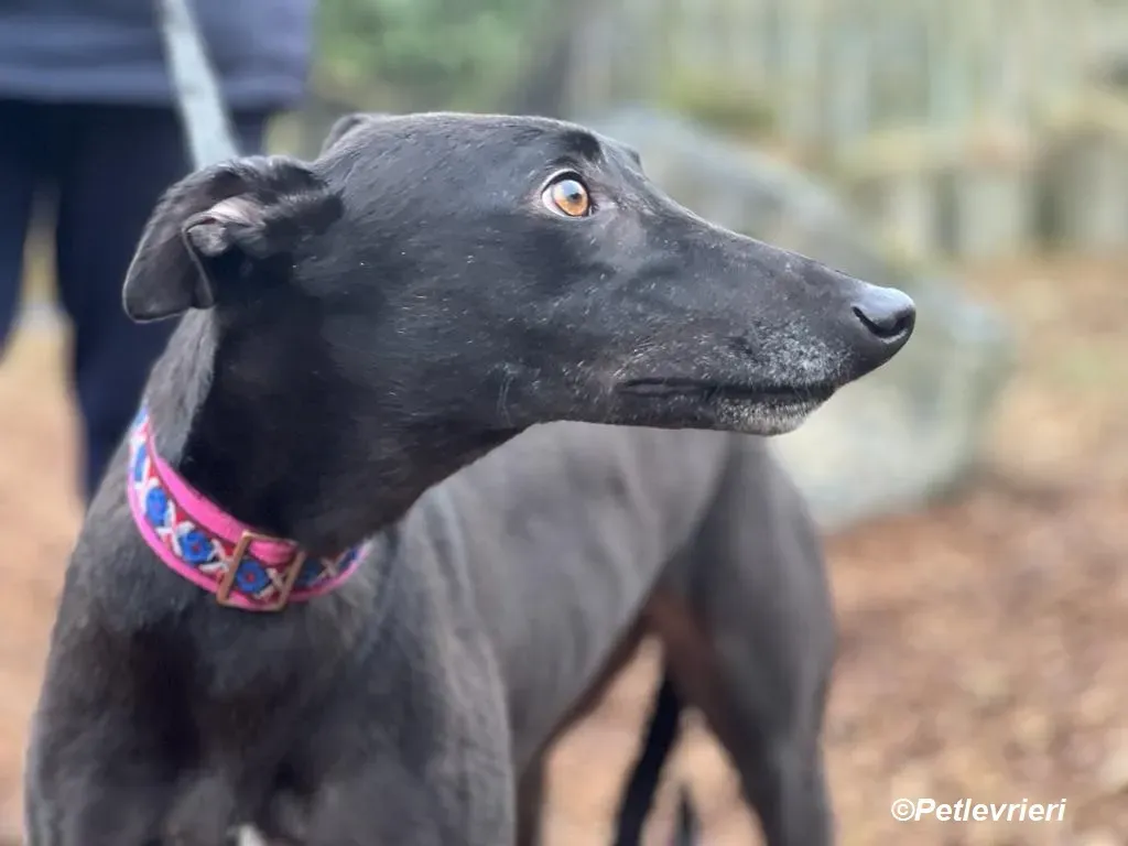 Cobweb adozione levrieri greyhound 11