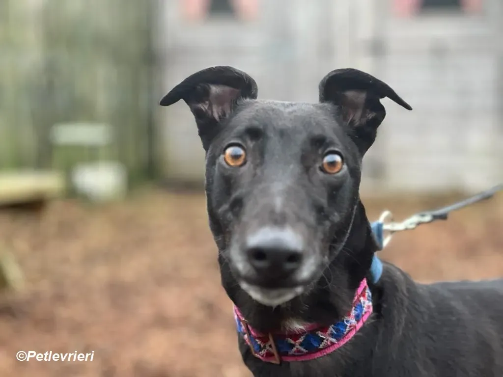 Cobweb adozione levrieri greyhound 12