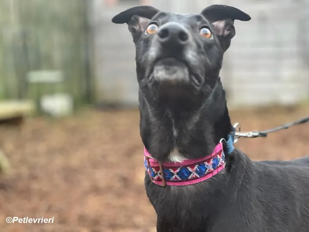 Cobweb adozione levrieri greyhound 13