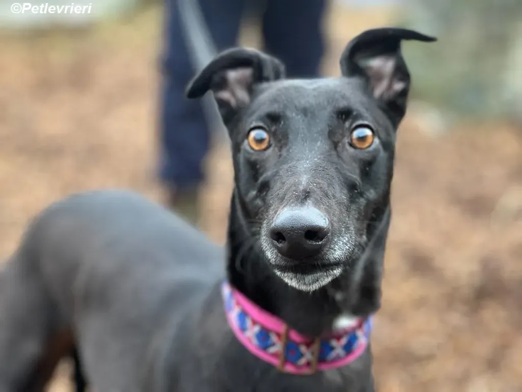 Cobweb adozione levrieri greyhound 14