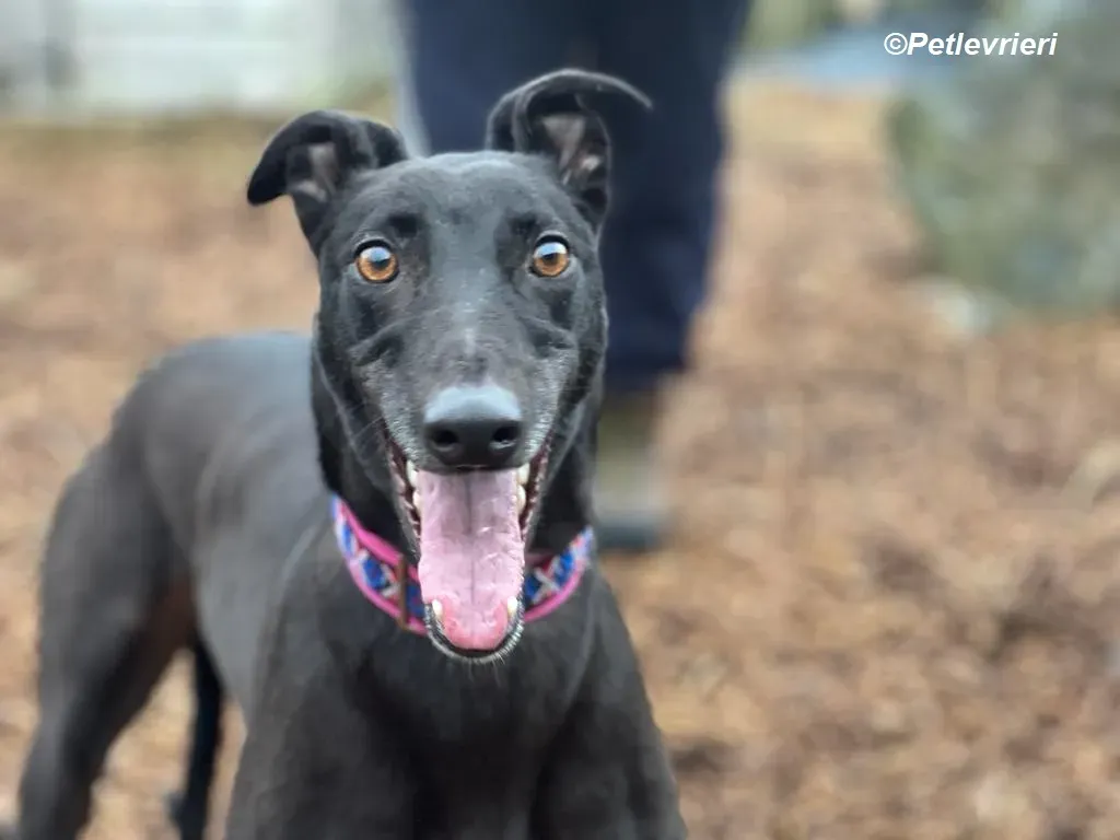 Cobweb adozione levrieri greyhound 15