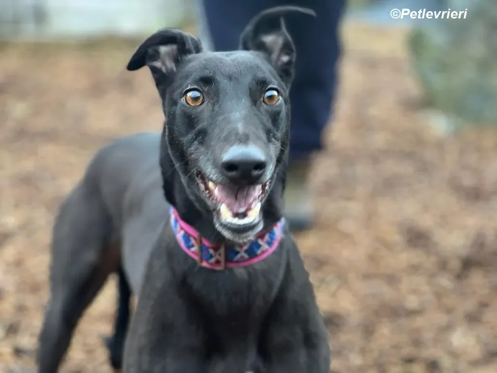Cobweb adozione levrieri greyhound 16