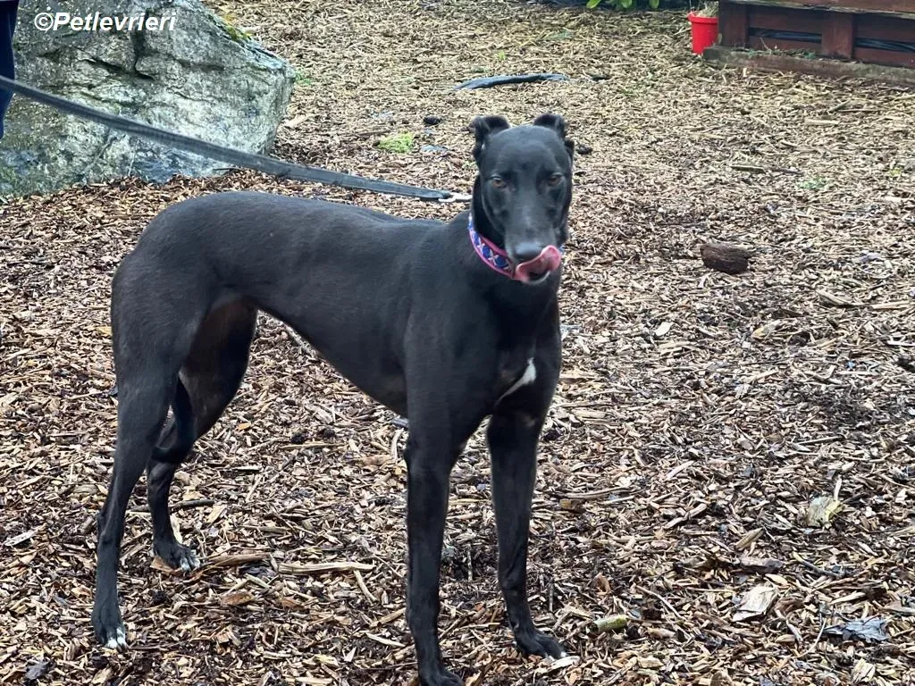 Cobweb adozione levrieri greyhound 17