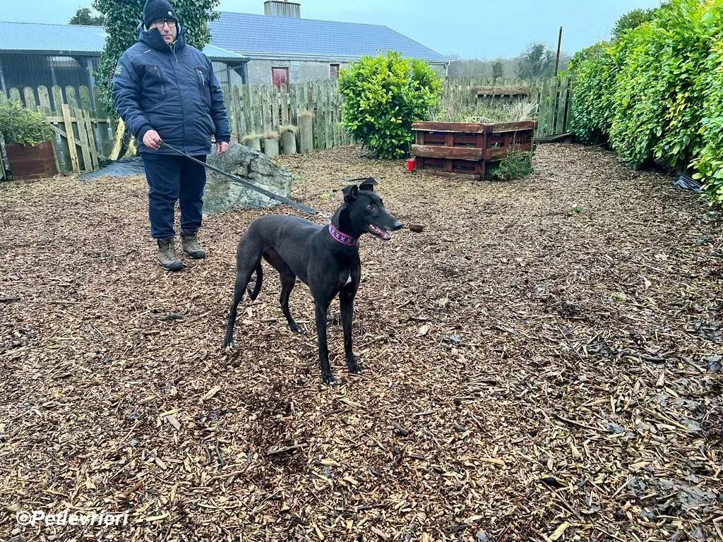 Cobweb adozione levrieri greyhound 18