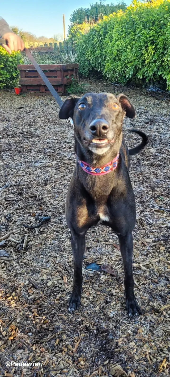 Cobweb adozione levrieri greyhound 2