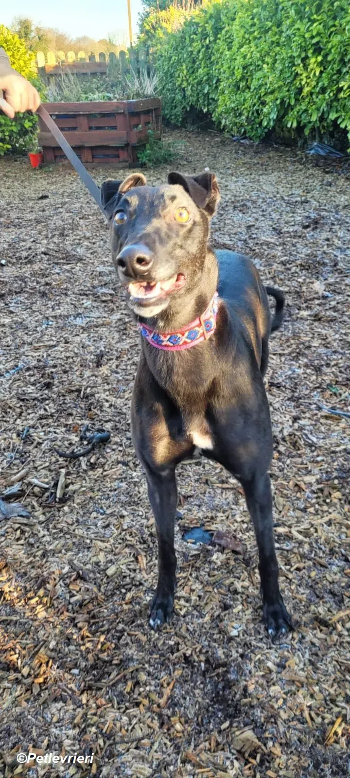 Cobweb adozione levrieri greyhound 3