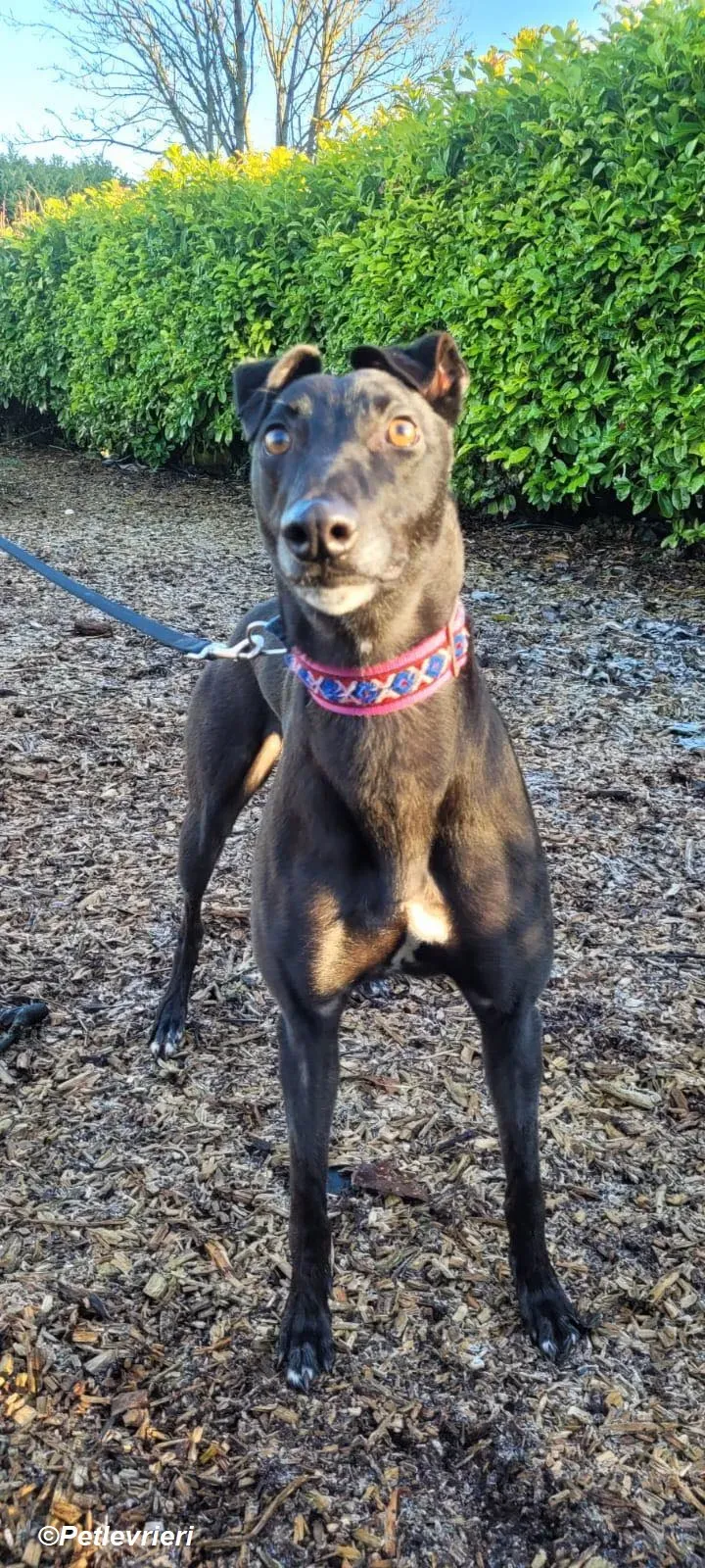 Cobweb adozione levrieri greyhound 4