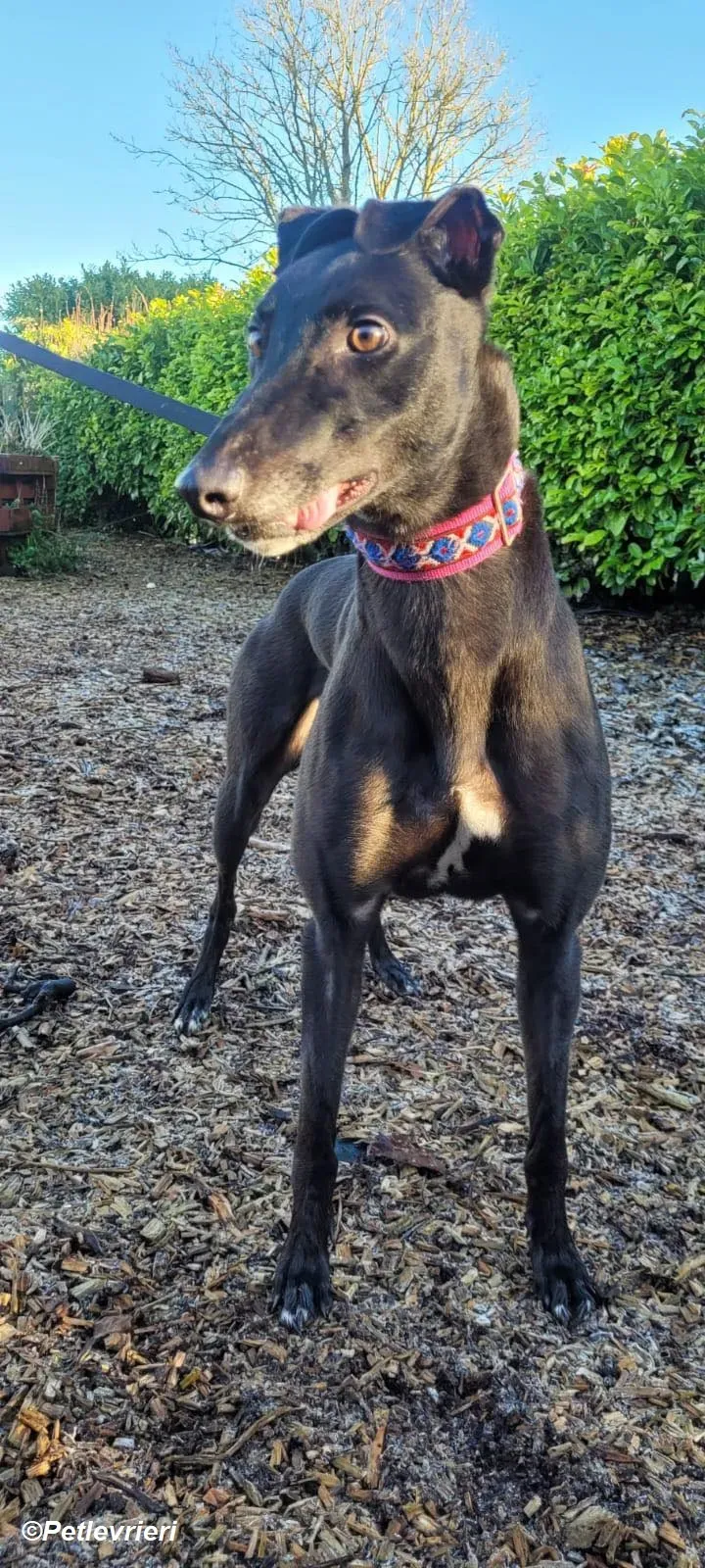 Cobweb adozione levrieri greyhound 5