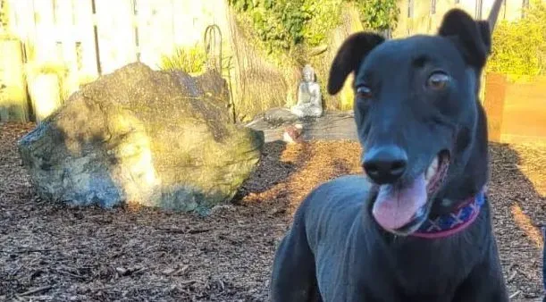 Cobweb adozione levrieri greyhound 6 e1672751655981