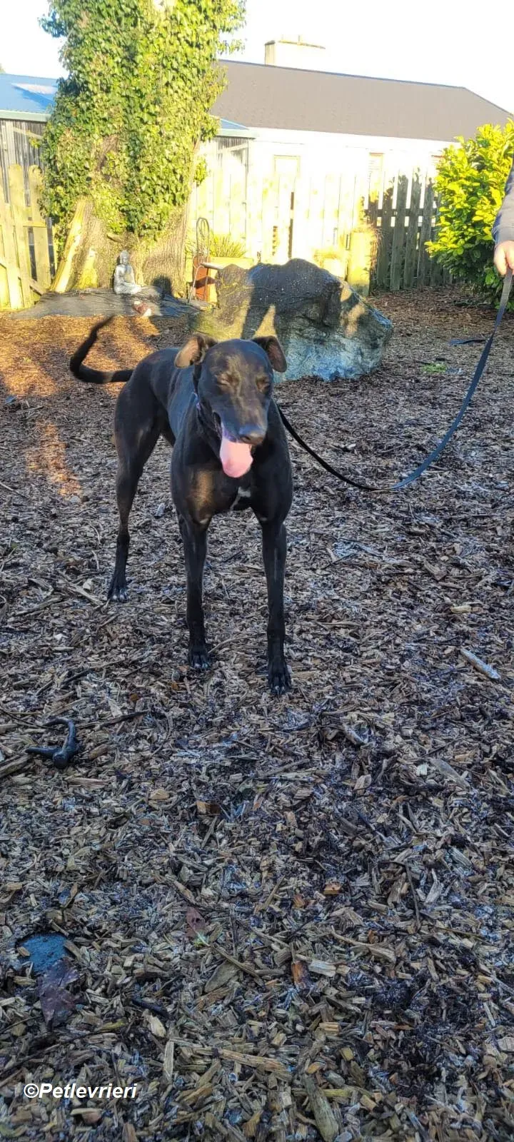 Cobweb adozione levrieri greyhound 7