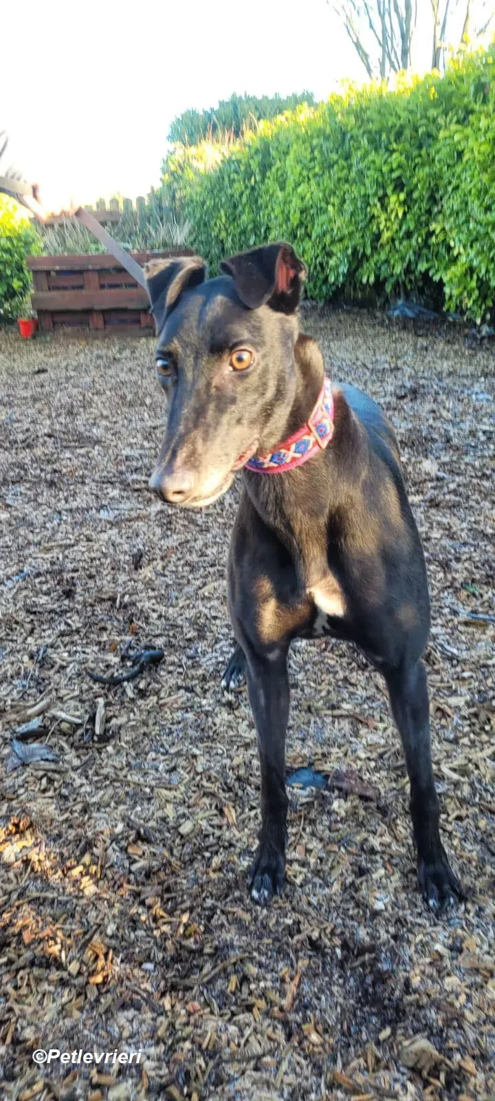 Cobweb adozione levrieri greyhound 8