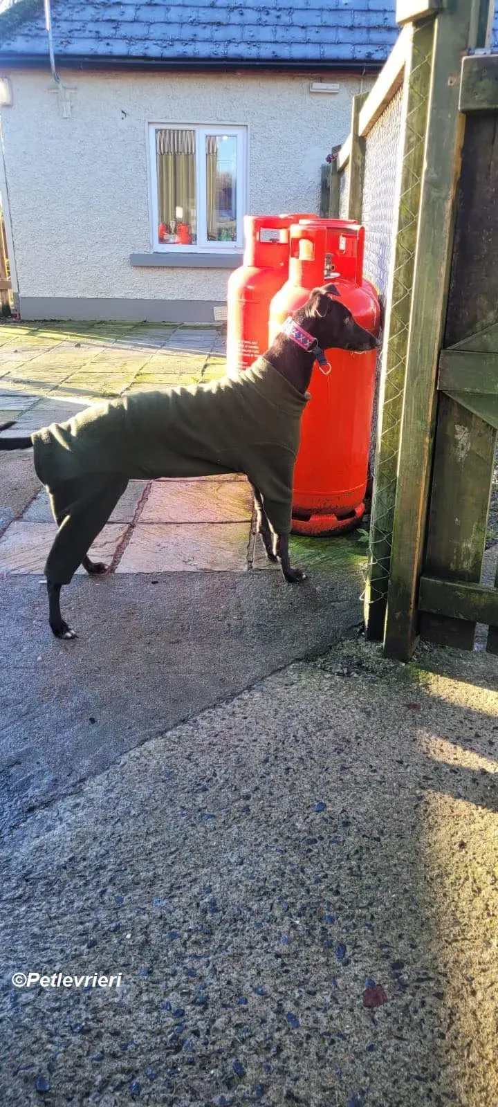 Cobweb adozione levrieri greyhound 9