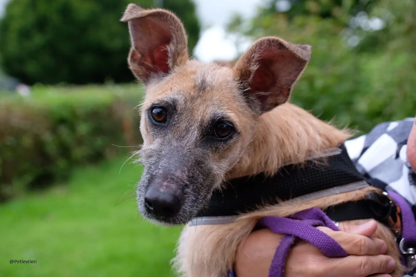 Coco Lurcher Puppy Adozione Levrieri 1