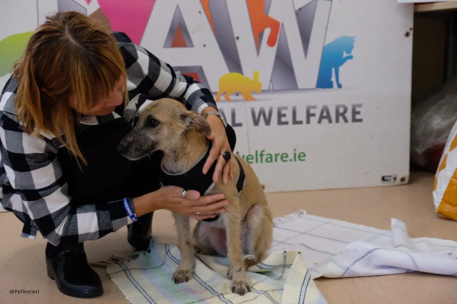 Coco Lurcher Puppy Adozione Levrieri 10