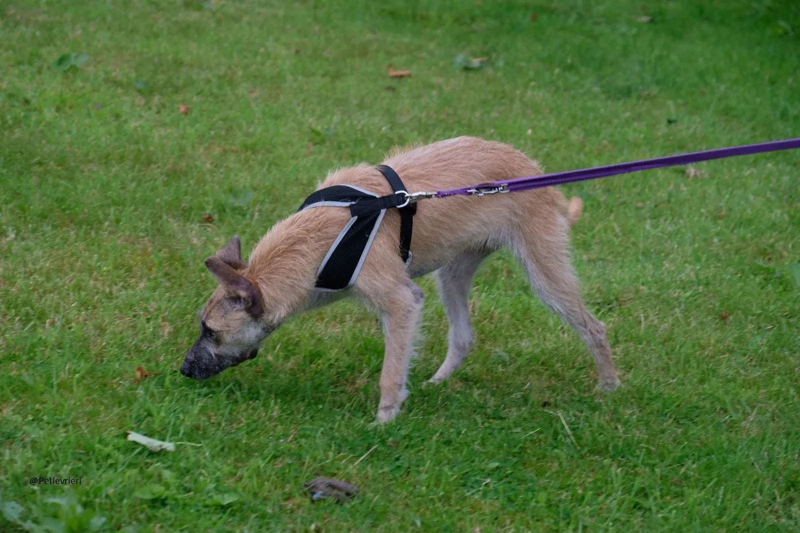 Coco Lurcher Puppy Adozione Levrieri 11
