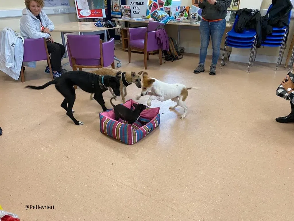 Coco Lurcher Puppy Adozione Levrieri 2