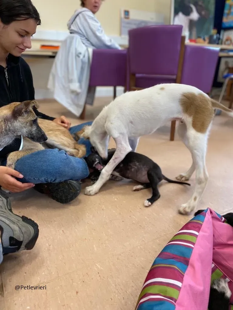 Coco Lurcher Puppy Adozione Levrieri 3