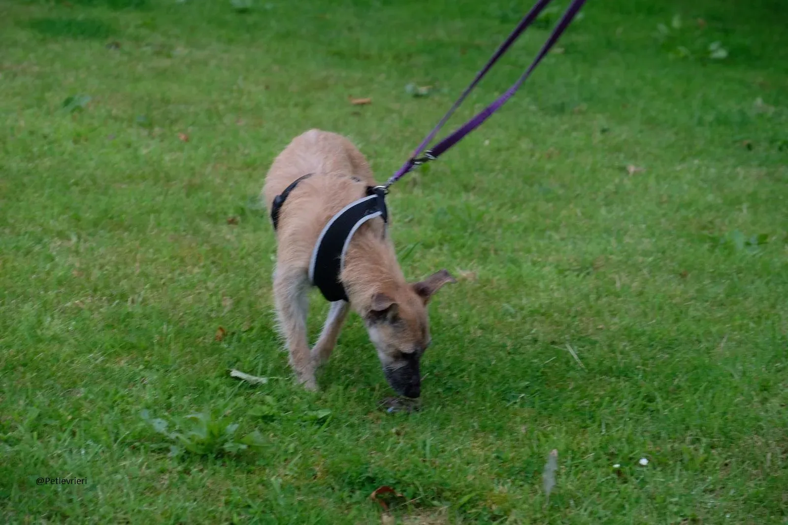 Coco Lurcher Puppy Adozione Levrieri 4