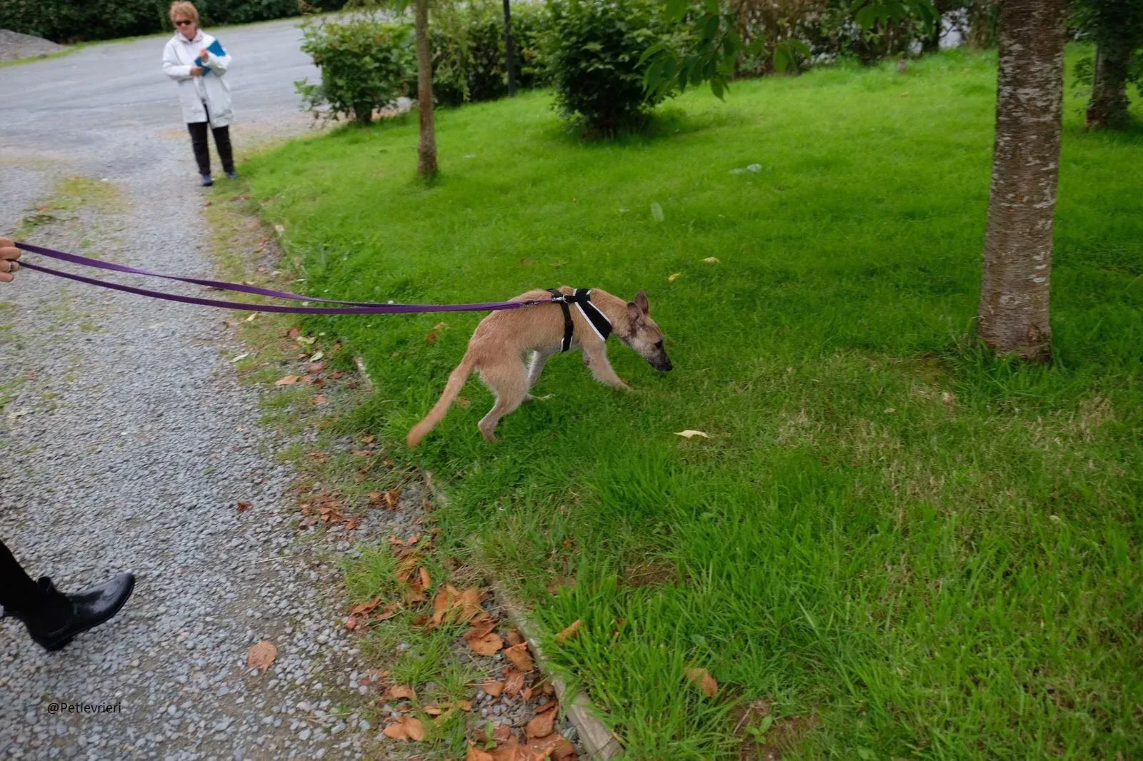 Coco Lurcher Puppy Adozione Levrieri 5
