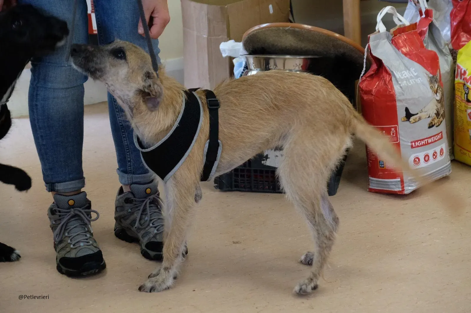 Coco Lurcher Puppy Adozione Levrieri 6