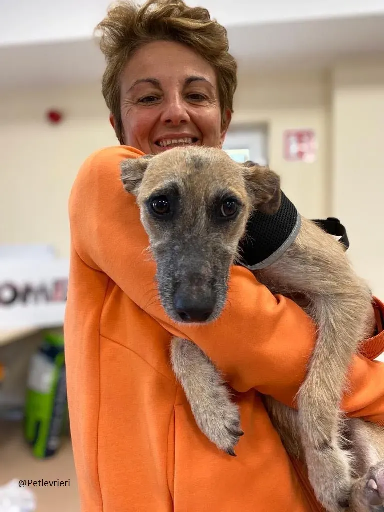 Coco Lurcher Puppy Adozione Levrieri 7